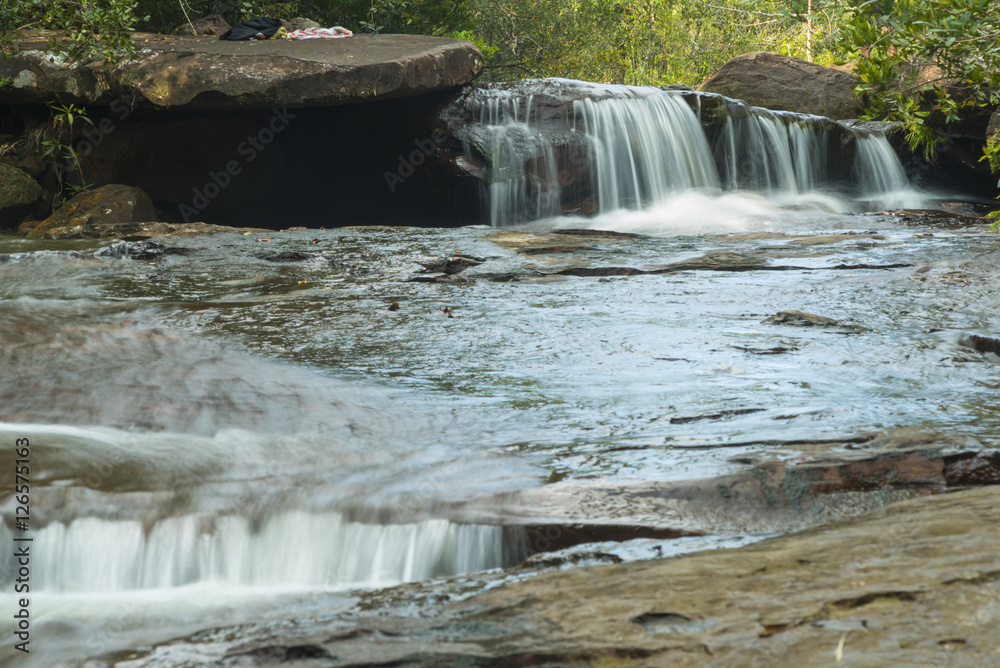 Obraz premium tropical rain forest