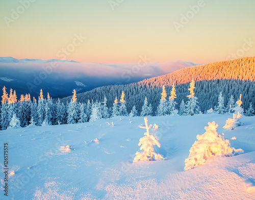  Forests covered with snow.