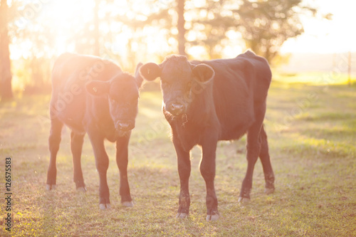 Calves in Pasture