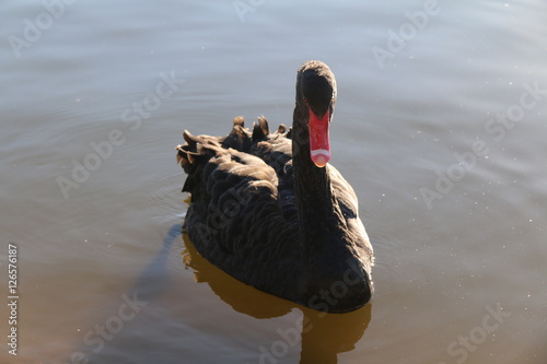 Fototapeta Naklejka Na Ścianę i Meble -  black swan
