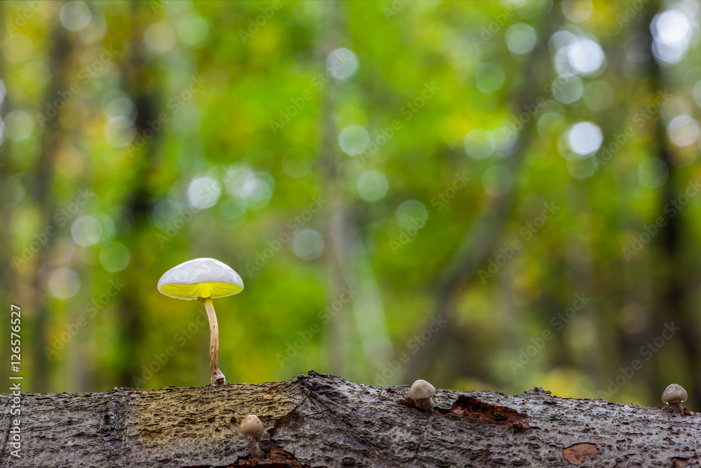 an porcelain fungus an porcelain fungus