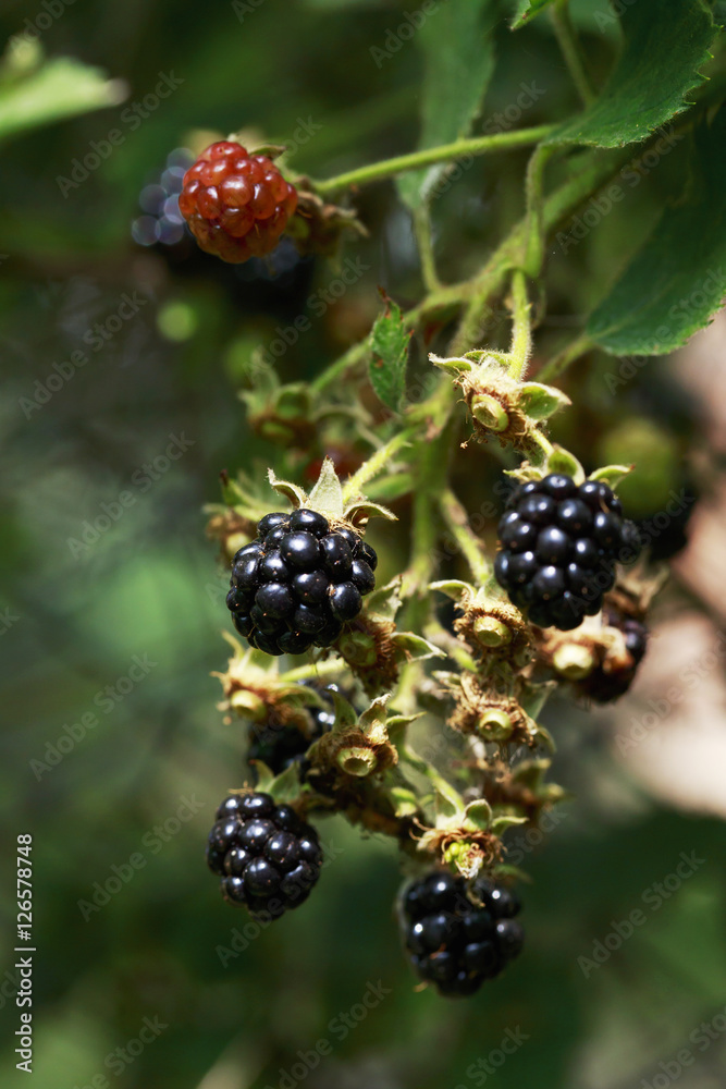 the blackberry plant the blackberry plant