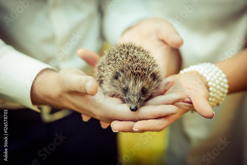 Set. small prickly hedgehog in the hands of people