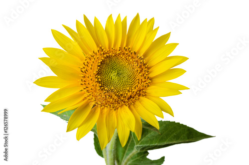 Sunflower isolated on white a background. © Ivan Dragiev