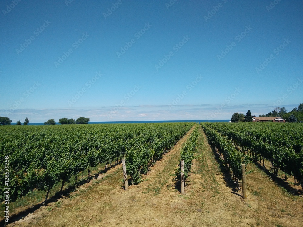 Konzelmann Vineyard 