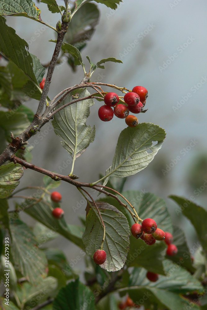 sorbo montano (Sorbus aria) ramo con frutti