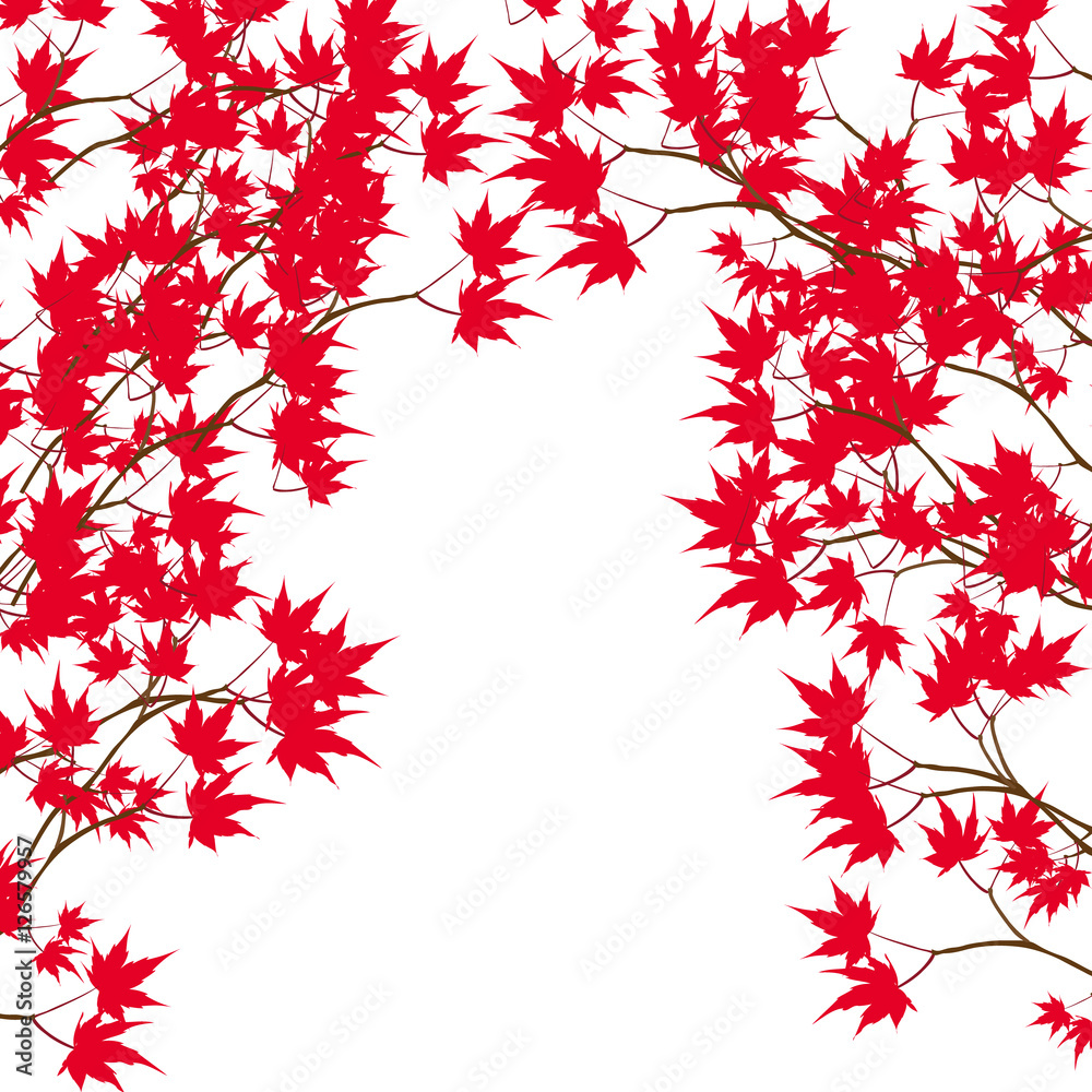 Greeting card. Red maple leaves on the branches on either side. Japanese red maple on a white background illustration Greeting card. Red maple leaves on the branches on either side. Japanese red maple on a white background illustration