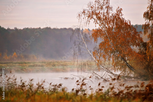 Autumn misty morning on the river. Yellow birch trees
