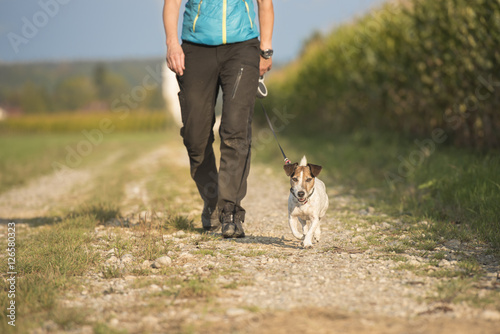 walk with Jack Russell Terrier