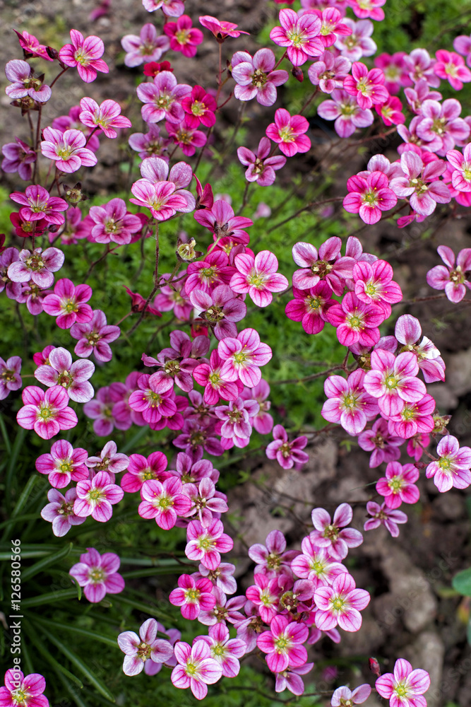 pattern of small pink flowers Saxifraga on green background pattern of small pink flowers Saxifraga on green background