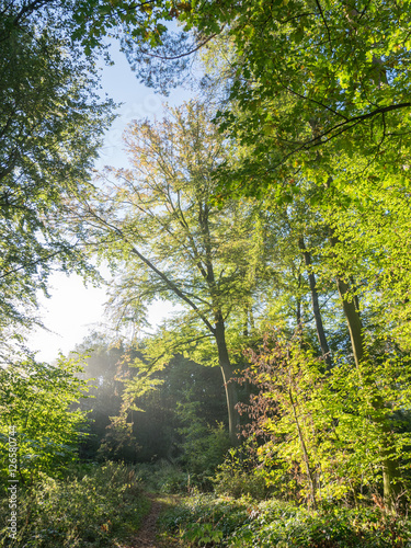 Forest morning walk