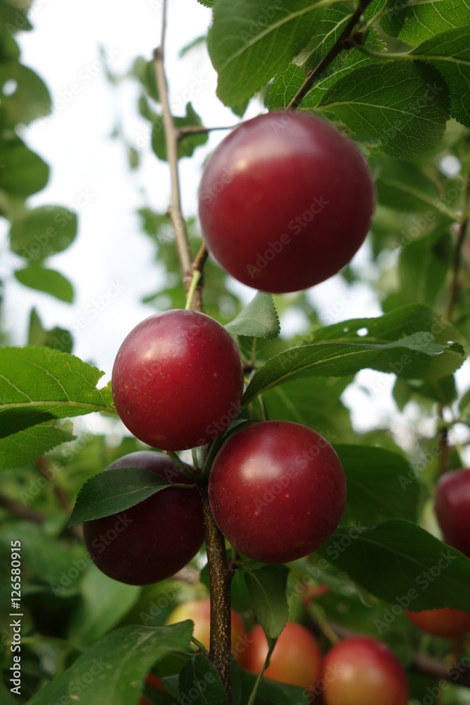 Red ripe plums on the tree