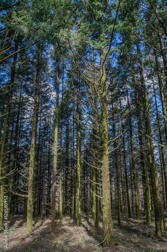 Dense pine tree woods
