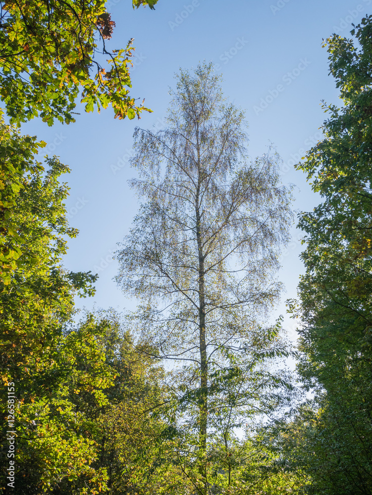 Fototapeta premium Forest morning walk
