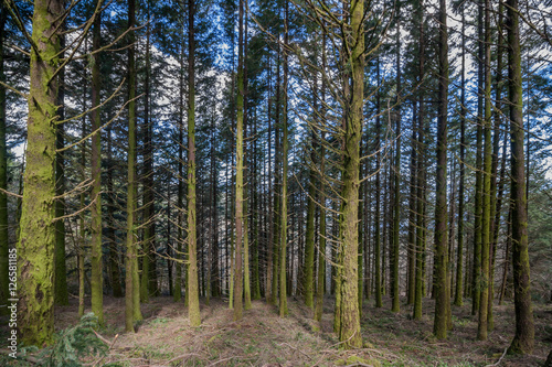 Dense pine tree woods © Mauro Rodrigues