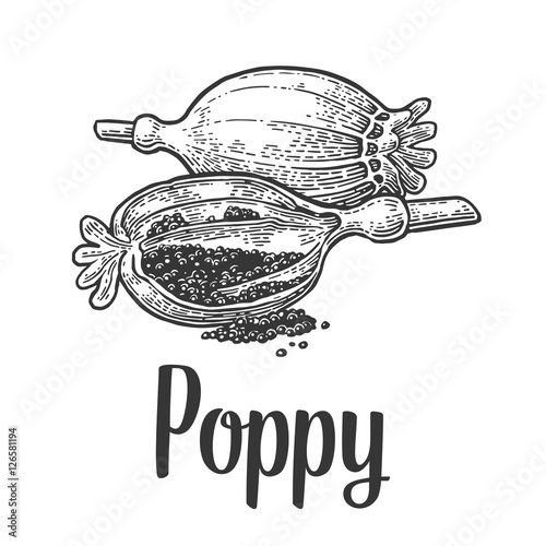 Poppy heads and seeds. Vector black vintage engraved