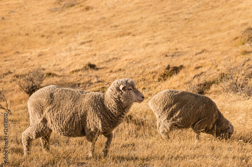 closeup of two merino sheep grazing on dry grass