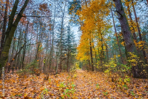 Beautiful wild fall forest with vibrant colors