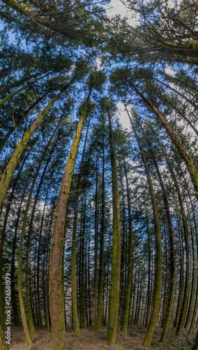 Dense pine tree woods © Mauro Rodrigues