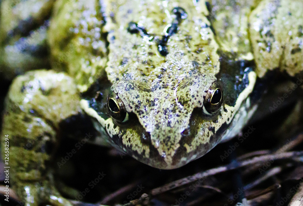 Fototapeta premium Grüner Grasfrosch