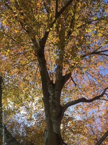 awesome sunlit fall foliage