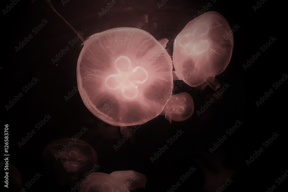 Obraz premium Rose Jellyfish