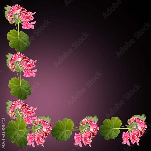 Fototapeta Naklejka Na Ścianę i Meble -  Beautiful floral pattern of pink pelargoniums 