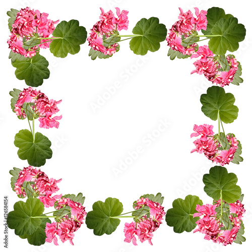 Fototapeta Naklejka Na Ścianę i Meble -  Beautiful floral pattern of pink pelargoniums 