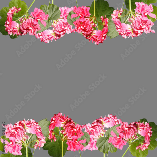 Fototapeta Naklejka Na Ścianę i Meble -  Beautiful floral pattern of pink pelargoniums 