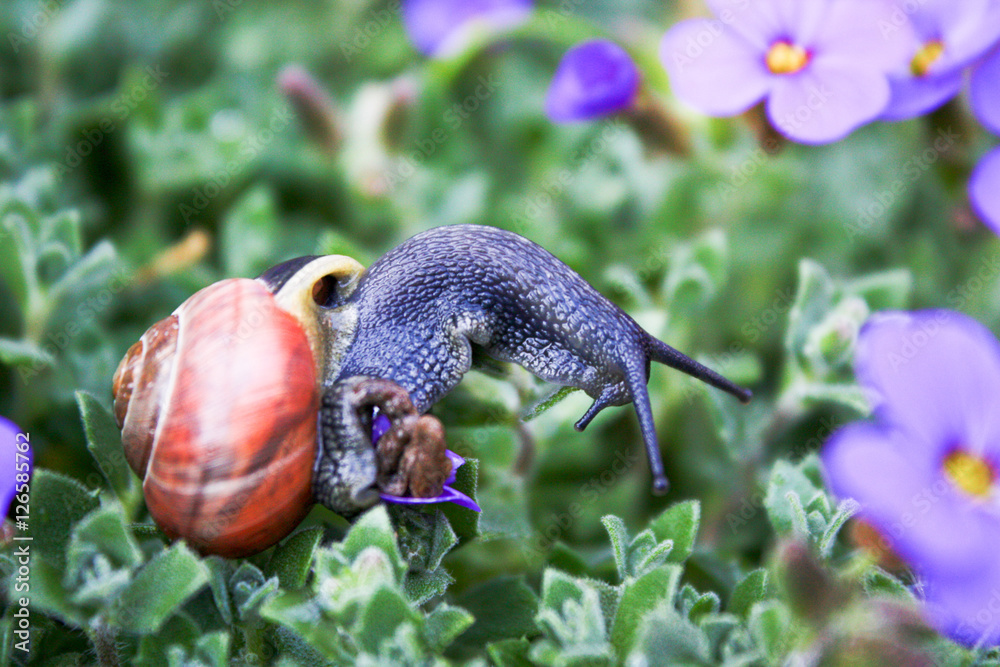 Obraz premium Snail on Plant