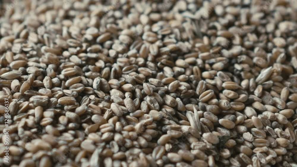 Background of golden wheat grains Background of golden wheat grains