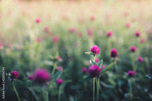 Fototapeta Naklejka Na Ścianę i Meble -  Pink/Purple blooms
