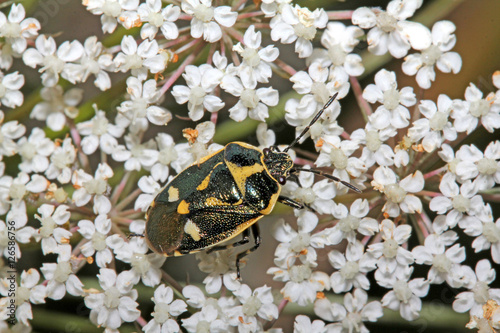 piccola cimice gialla e nera sui fiori (Euridema oleracea) photo