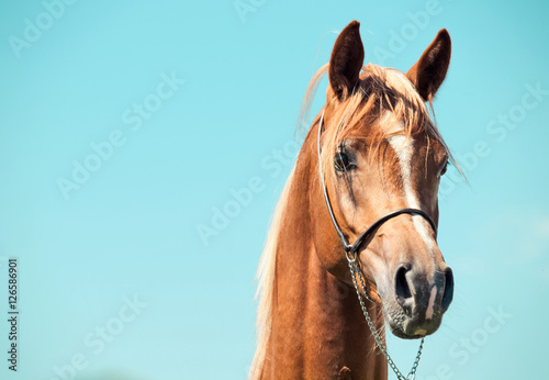 portrait of chestnut arabian colt at sky background