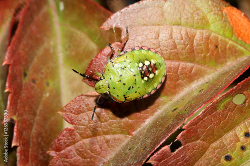 cimice verde (Nezara viridula) stadio larvale photo