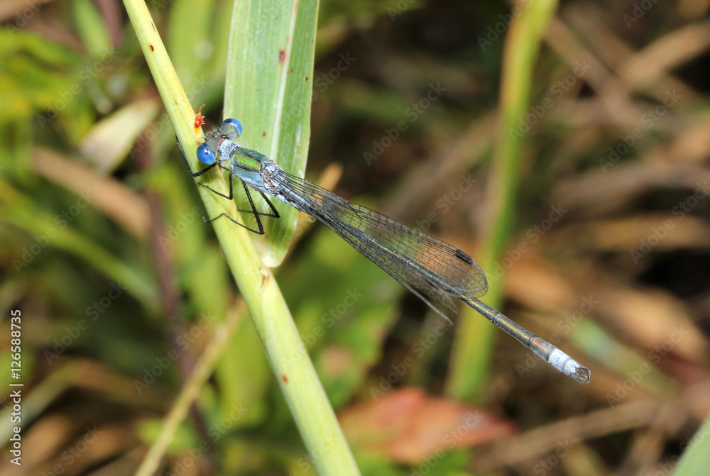 piccola libellula dagli occhi azzurri (Lestes sponsa) piccola libellula dagli occhi azzurri (Lestes sponsa)
