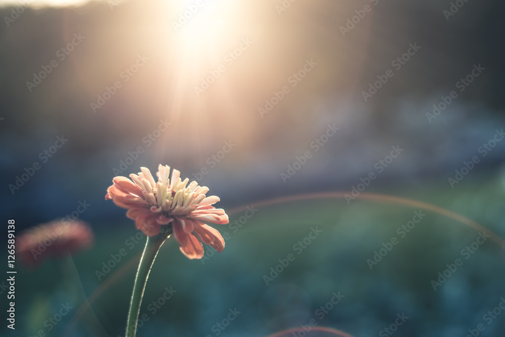 Lone flower in sunlight - obrazy, fototapety, plakaty 
