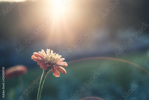 Fototapeta Lone flower in sunlight