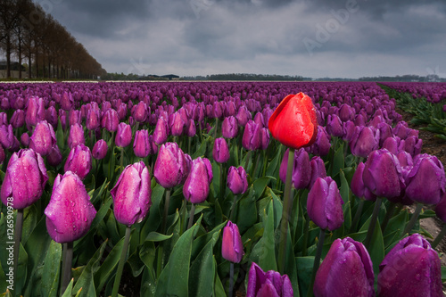 Beautiful bouquet of tulips. colorful tulips. tulips in spring s photo