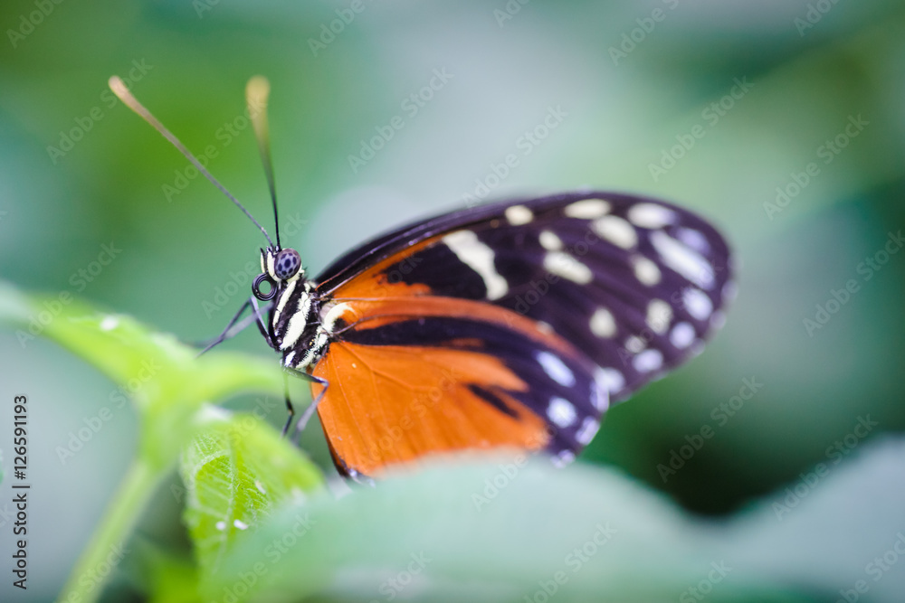 Tropical Butterfly is resting close-up, at plant at indoor garde Tropical Butterfly is resting close-up, at plant at indoor garde