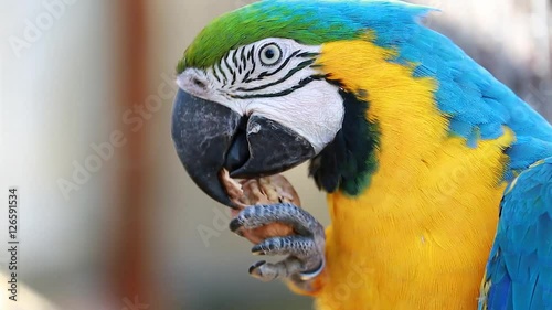 Blue and Yellow Macaw Cracking and Eating Walnut