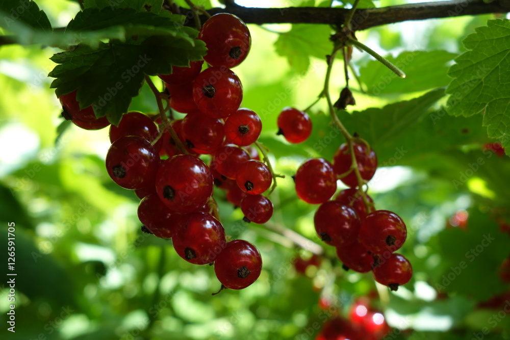 Ripe red currant on the bush
