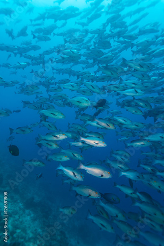 School of black and white snappers (Macolor niger), Maldives