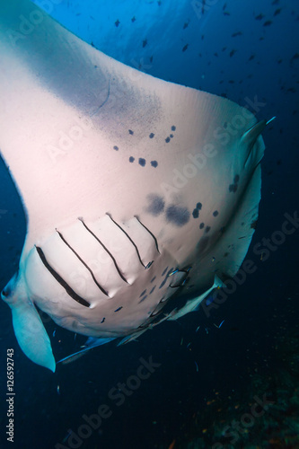 Fototapeta Naklejka Na Ścianę i Meble -  Large manta swims close to the camera, Maldives