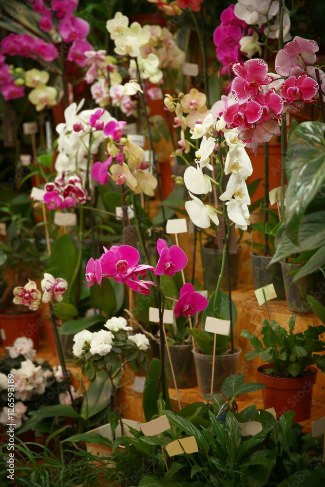 Beautiful colorful orchids in greenhouse