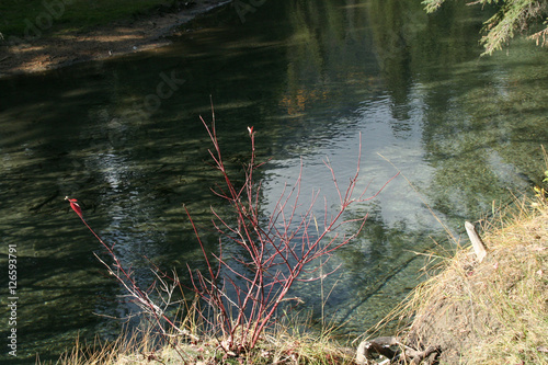 red osier dogwood by stream photo