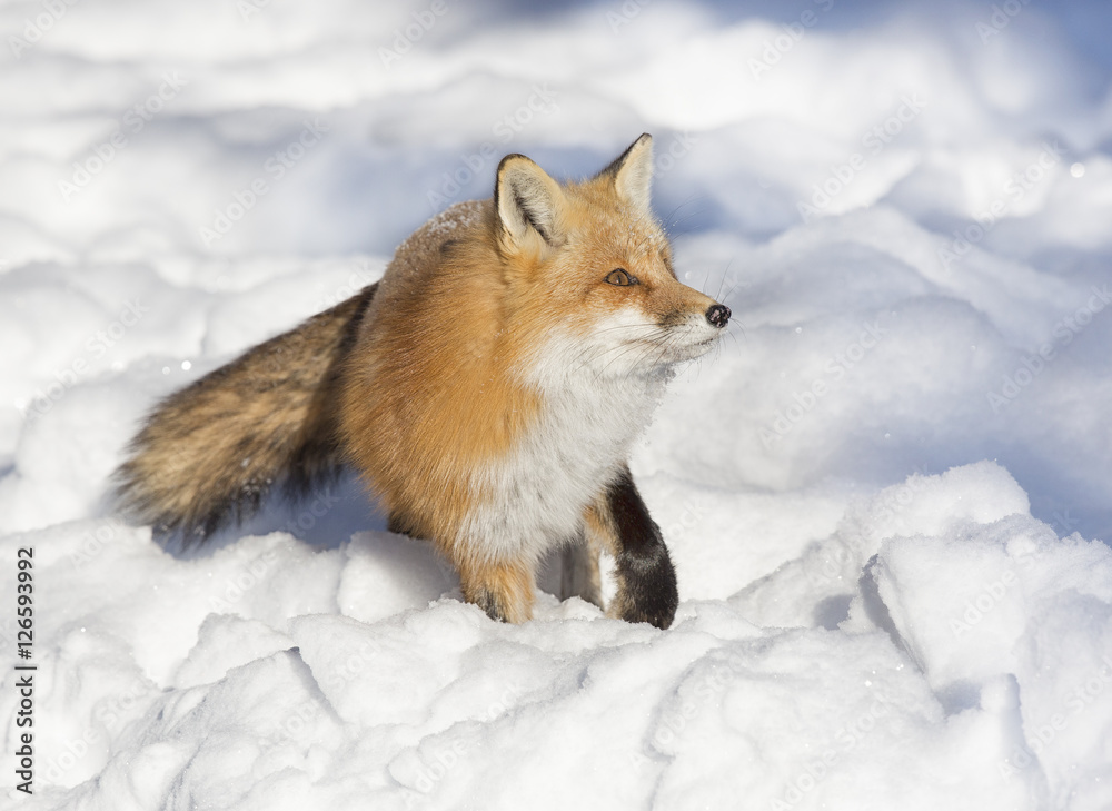 fox on snow