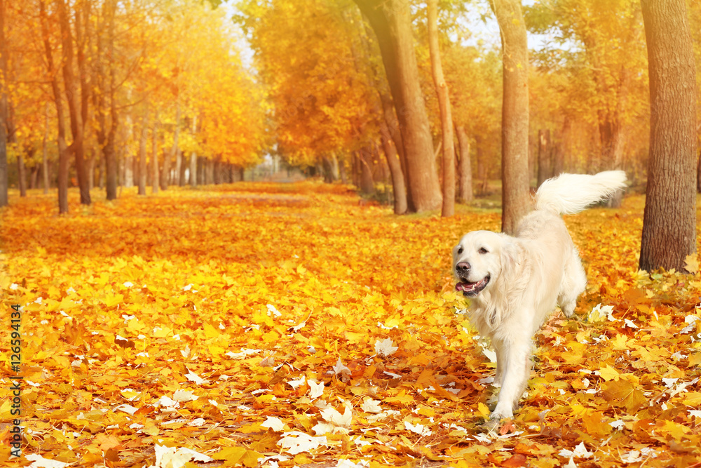 Funny labrador retriever in beautiful autumn park on sunny day Funny labrador retriever in beautiful autumn park on sunny day