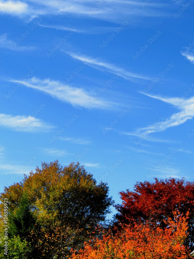 Blue Sky Meets The Colorful Trees 