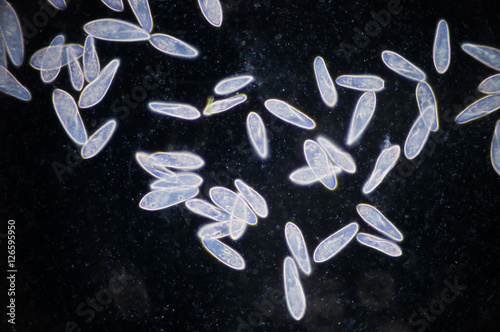 Fotografie Paramecium is a genus of unicellular ciliated protozoa